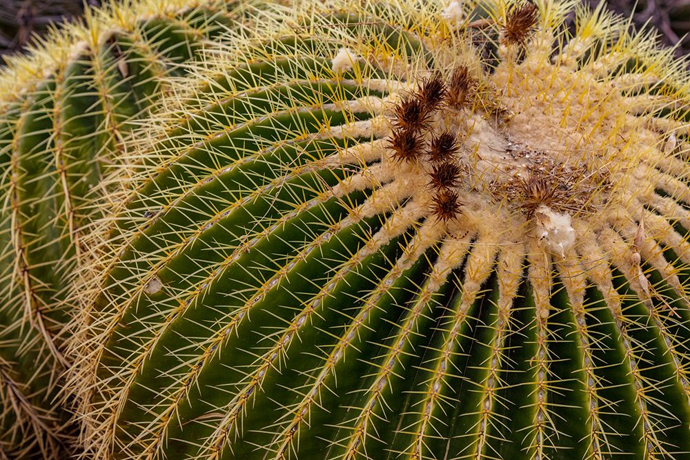 Golden Barrel Cactus at the Arizona Sonoran Desert Museum in Tucson-Arizona-USA art print by Chuck Haney for $57.95 CAD