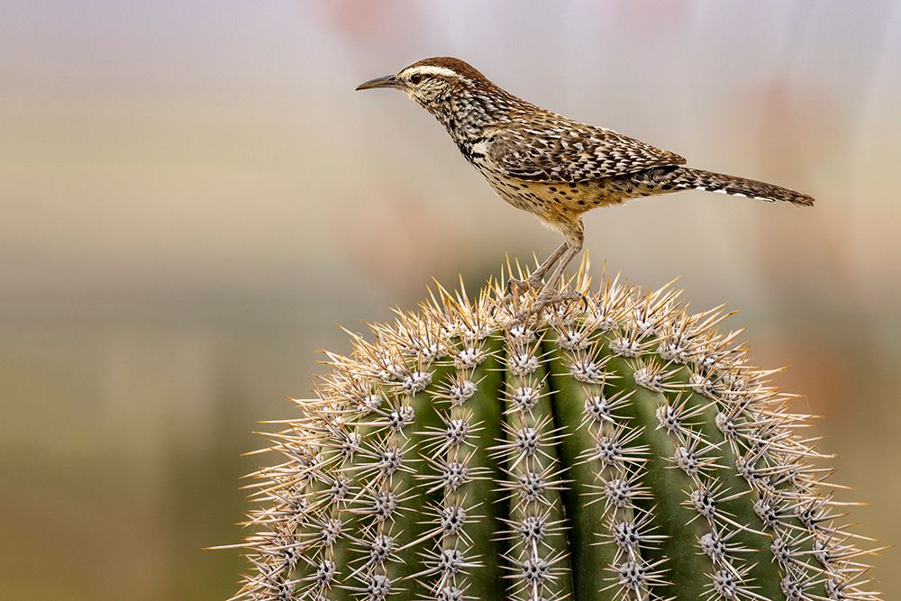 Cactus Wren at the Arizona Sonoran Desert Museum in Tucson-Arizona-USA art print by Chuck Haney for $57.95 CAD