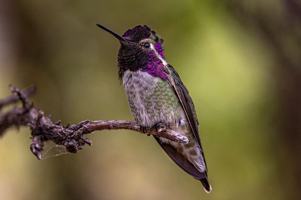 Male Costa Hummingbird at the Arizona Sonoran Desert Museum in Tucson-Arizona-USA art print by Chuck Haney for $57.95 CAD