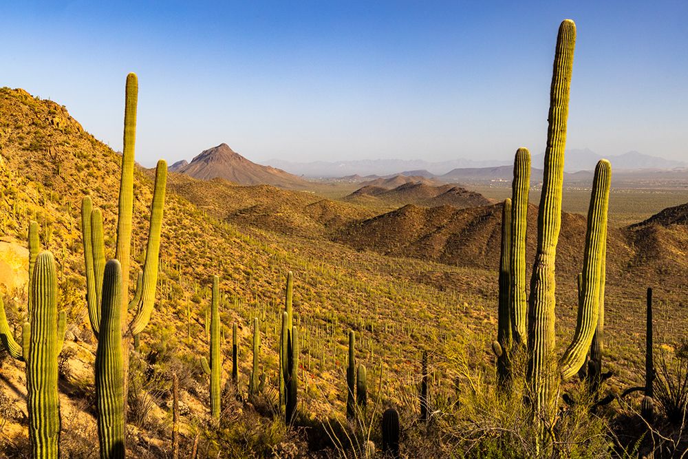Saguaro Cactus along the Hugh Norris Trail in Saguaro National Park in Tucson-Arizona-USA art print by Chuck Haney for $57.95 CAD