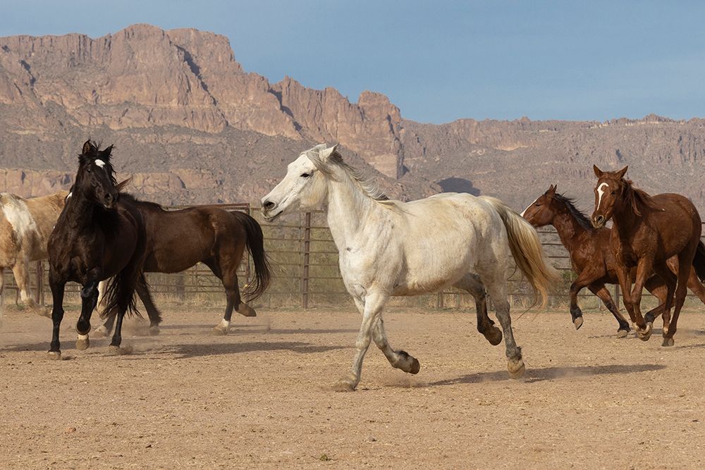 Horses in a corral on a ranch in Arizona. art print by Emily M. Wilson for $57.95 CAD