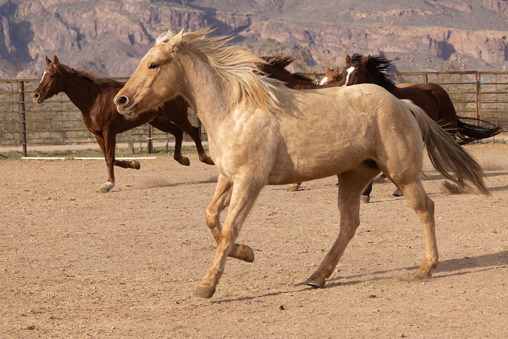 Horses running in a corral in Arizona. art print by Emily M. Wilson for $57.95 CAD