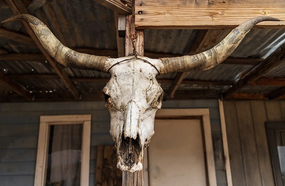 Cow skull hanging in a simulated old west town in Arizona, USA. art print by Emily M. Wilson for $57.95 CAD