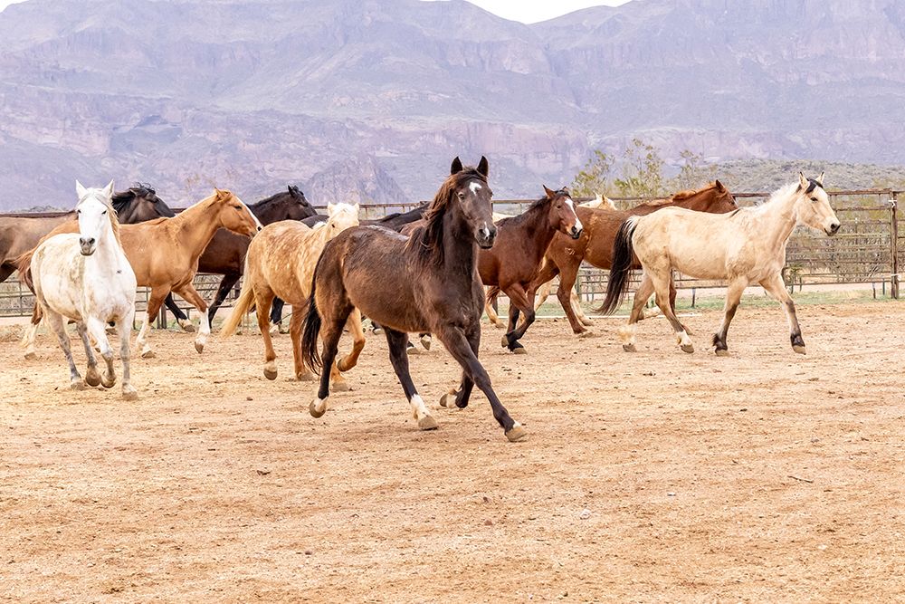 Horses in a corral on a ranch in Arizona. art print by Emily M. Wilson for $57.95 CAD