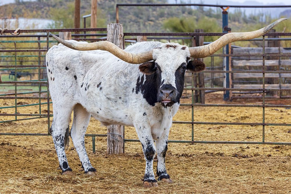 Longhorn bull on a ranch in Arizona, USA. art print by Emily M. Wilson for $57.95 CAD