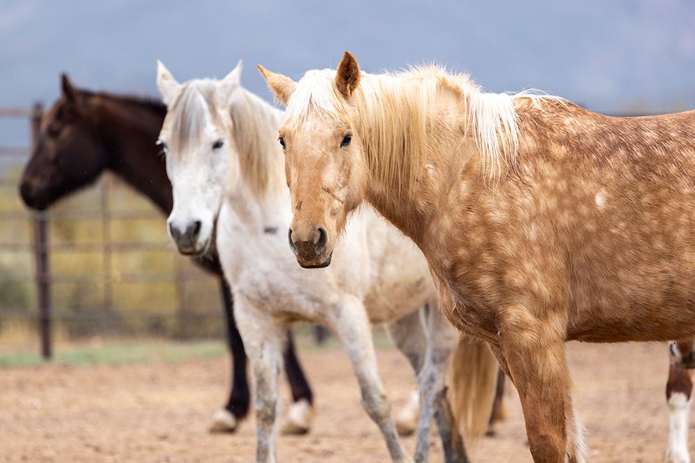Horses in a corral on a ranch in Arizona. art print by Emily M. Wilson for $57.95 CAD