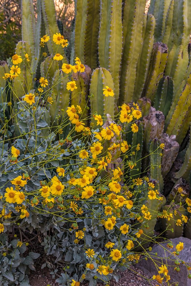 Brittlebush wildflower and Organ Pipe Cactus-Desert Botanical Gardens-Phoenix-Arizona-USA art print by Howie Garber for $57.95 CAD