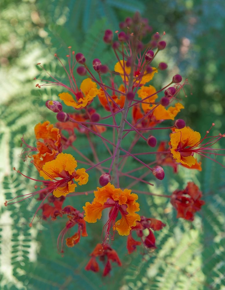 Orange and red circular flower-Red Bird of Paradise-Desert Botanical Gardens-Phoenix-Arizona art print by Howie Garber for $57.95 CAD