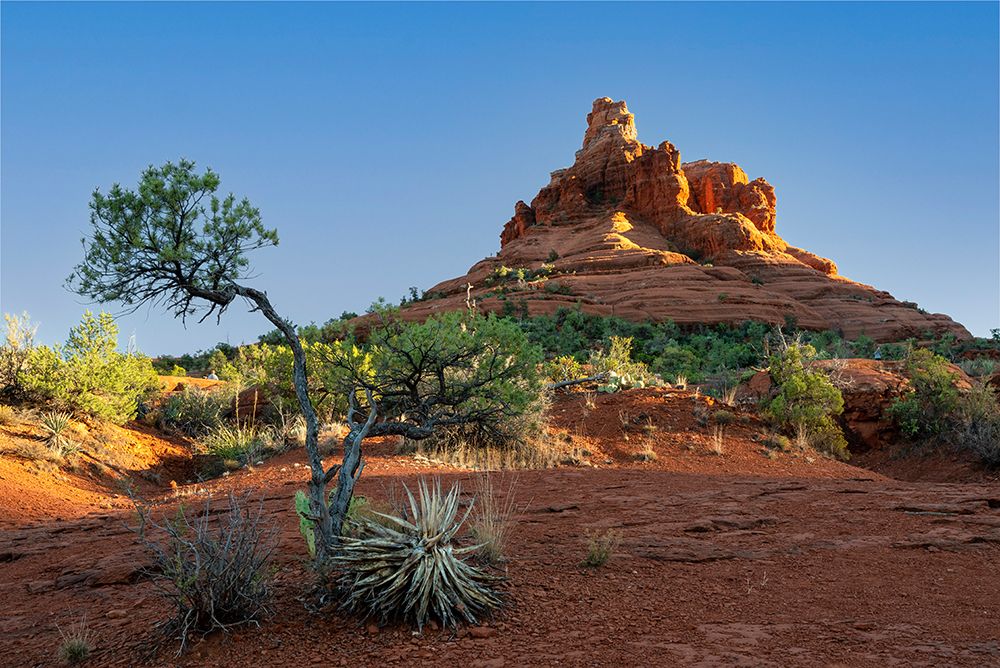 USA-Arizona-Sedona Morning glow on Bell Rock art print by Janell Davidson for $57.95 CAD