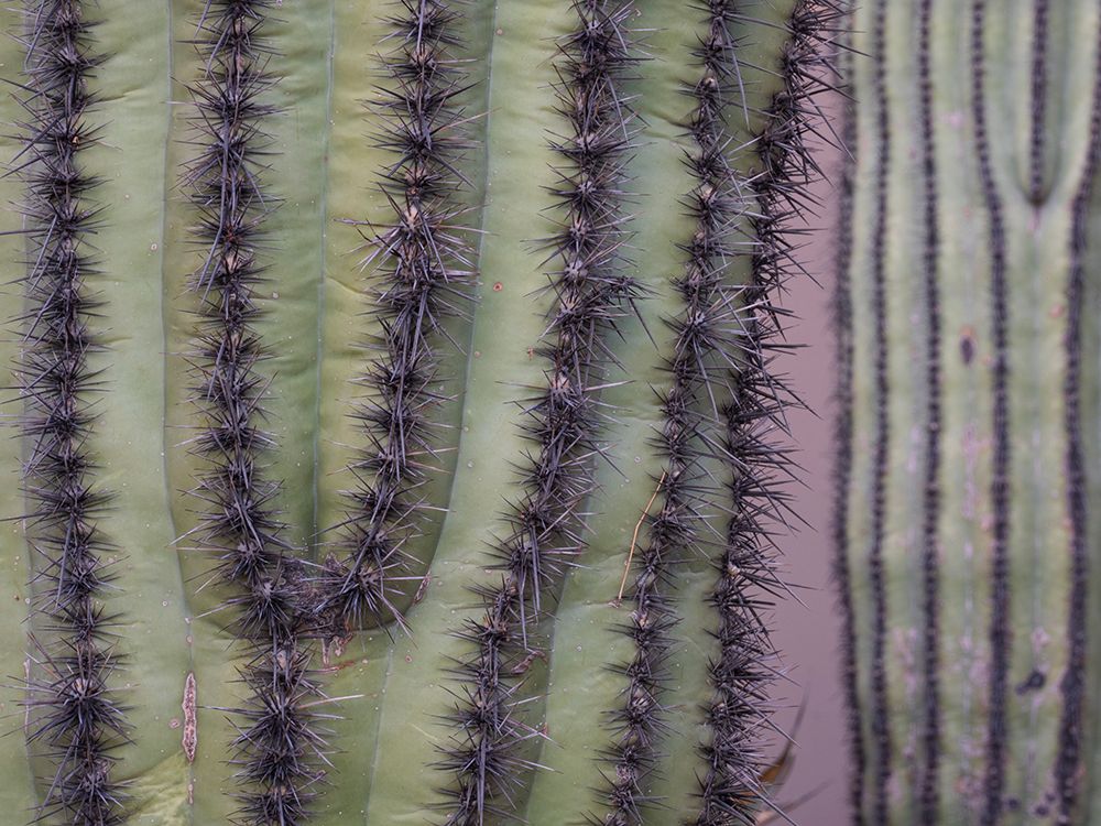 Usa-Arizona. Organ pipe cactus art print by Merrill Images for $57.95 CAD