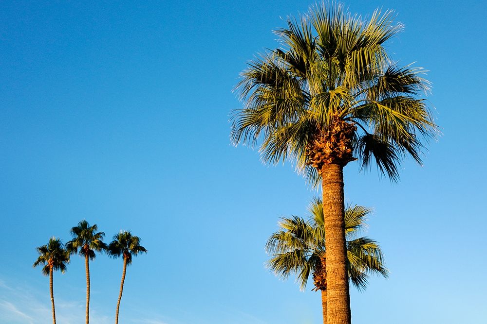 Palm trees-Carefree-Arizona art print by Julien McRoberts for $57.95 CAD