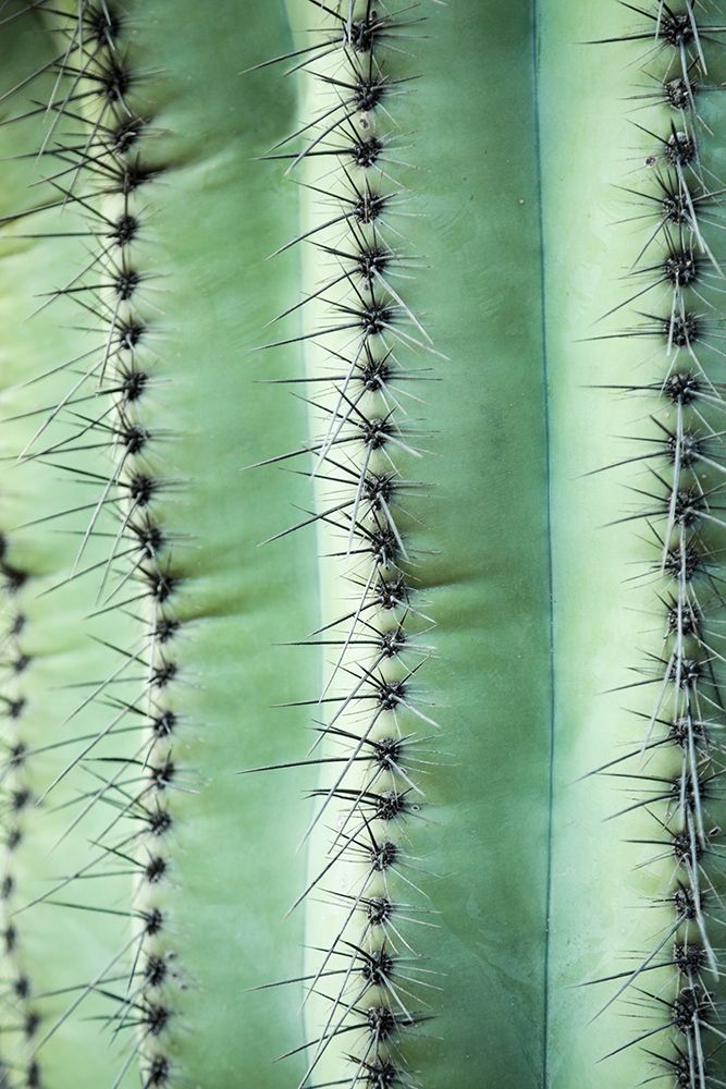Desert cactus-Carefree-Arizona art print by Julien McRoberts for $57.95 CAD