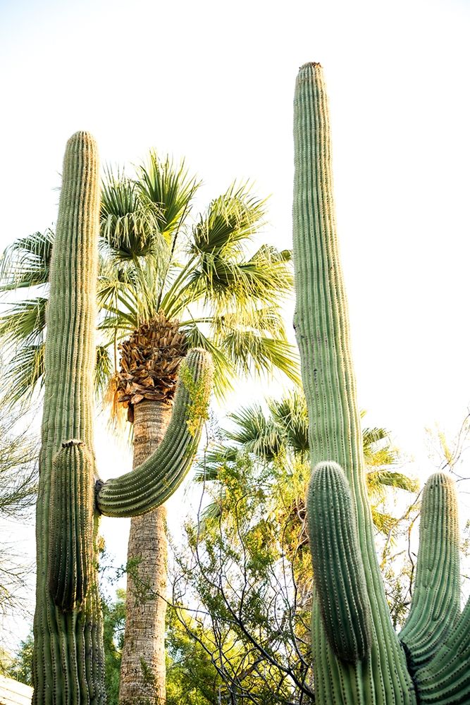 Desert cactus-Carefree-Arizona art print by Julien McRoberts for $57.95 CAD