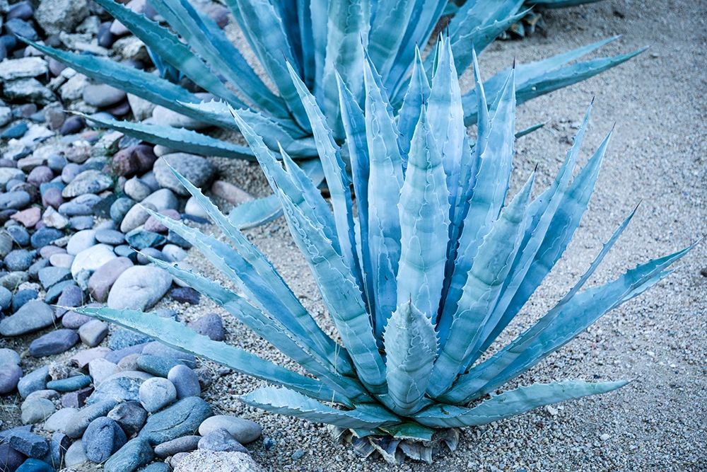 Desert cactus-Carefree-Arizona art print by Julien McRoberts for $57.95 CAD