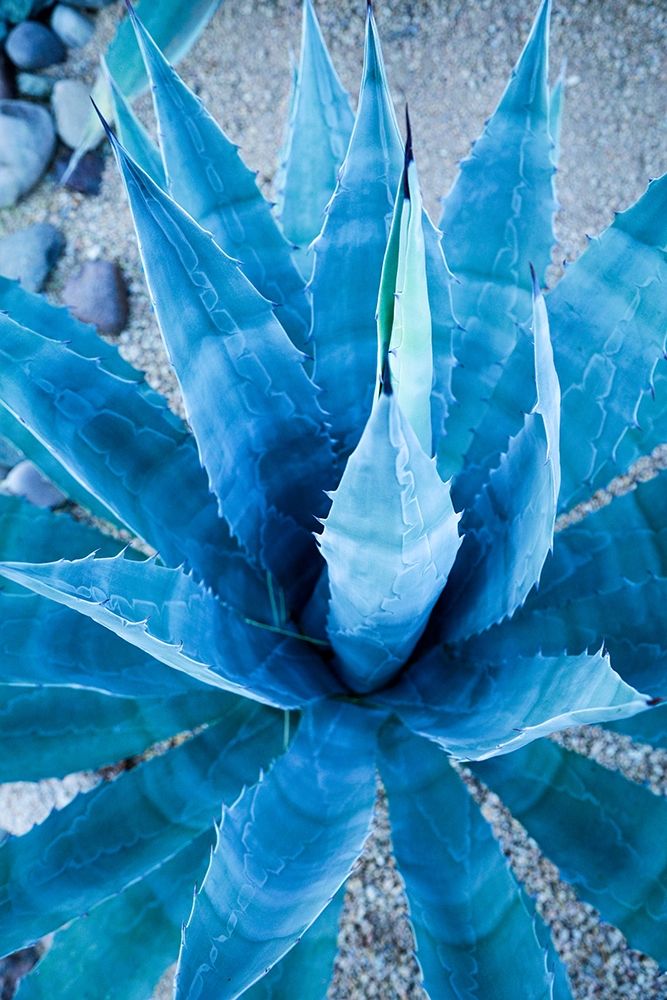 Desert cactus-Carefree-Arizona art print by Julien McRoberts for $57.95 CAD
