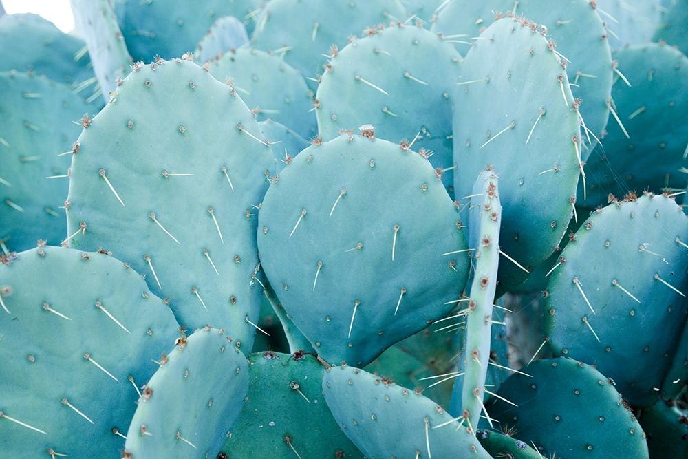 Desert cactus-Carefree-Arizona art print by Julien McRoberts for $57.95 CAD