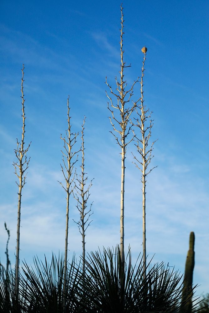 Desert cactus-Carefree-Arizona art print by Julien McRoberts for $57.95 CAD