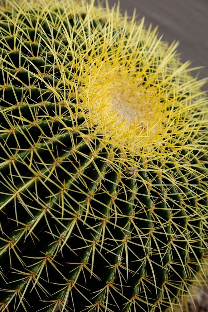 Desert cactus-Carefree-Arizona art print by Julien McRoberts for $57.95 CAD