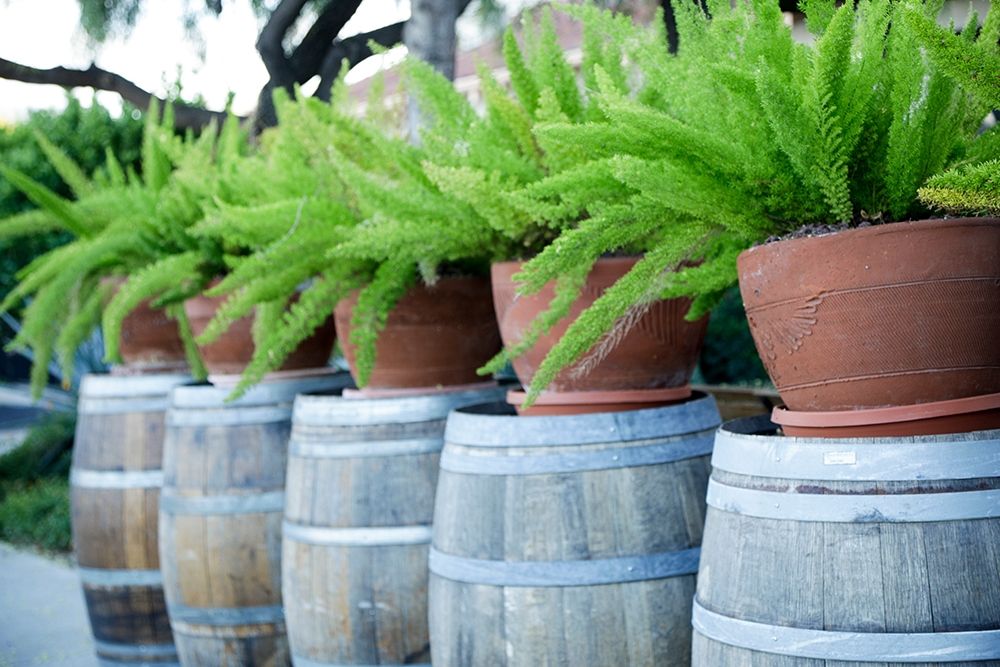 Tucson-Arizona Ferns in pots on barrels art print by Julien McRoberts for $57.95 CAD