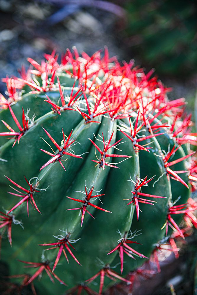 Apache Junction- Arizona- USA- Flowering cactus art print by Jolly Sienda for $57.95 CAD