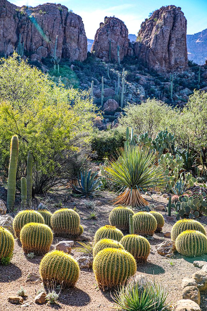 Arizona- USA. Saguaro Cactus art print by Jolly Sienda for $57.95 CAD