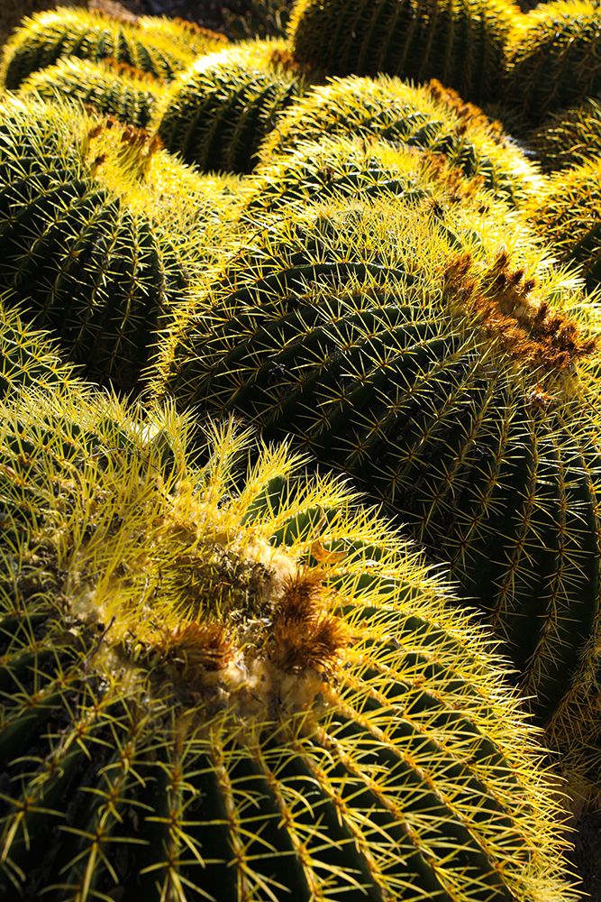Apache Junction- Arizona- USA. Cactus art print by Jolly Sienda for $57.95 CAD