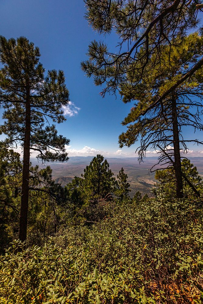Looking south towards Mexico atop Mt. Graham in the Coronado National Forest. art print by Larry Richardson for $57.95 CAD