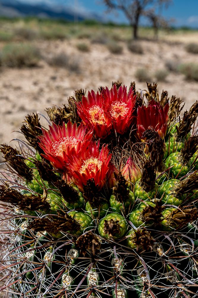 Bright orange or red flowers of a barrel cactus in the Sonoran Desert. art print by Larry Richardson for $57.95 CAD