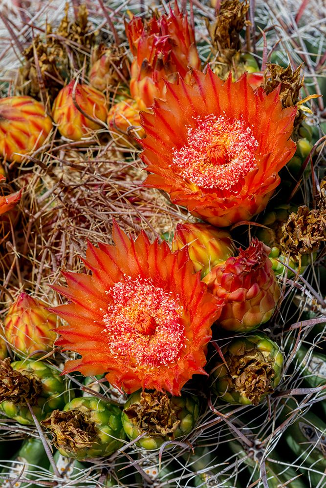 Bright orange or red flowers of a barrel cactus in the Sonoran Desert. art print by Larry Richardson for $57.95 CAD
