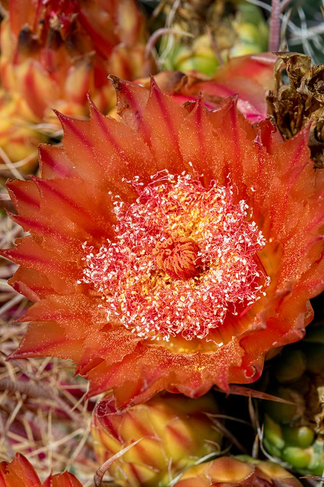 Bright orange or red flowers of a barrel cactus in the Sonoran Desert. art print by Larry Richardson for $57.95 CAD