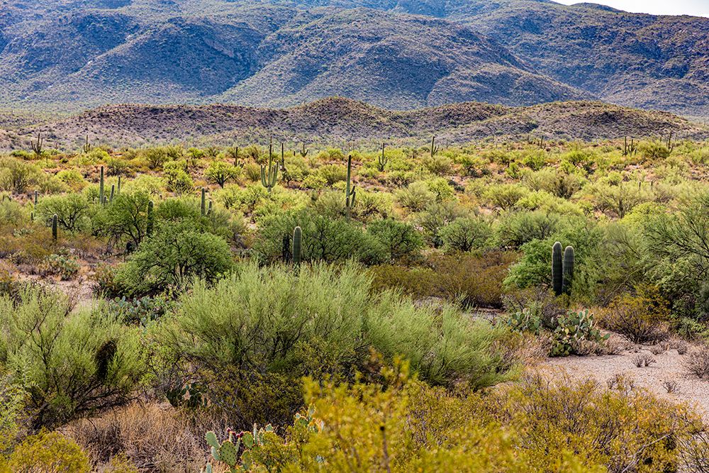 Typical scene in the Sonoran Desert of southern Arizona. art print by Larry Richardson for $57.95 CAD