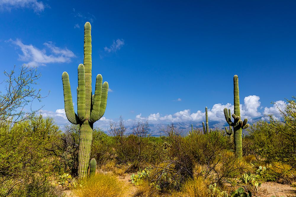 Typical scene in the Sonoran Desert of southern Arizona. art print by Larry Richardson for $57.95 CAD