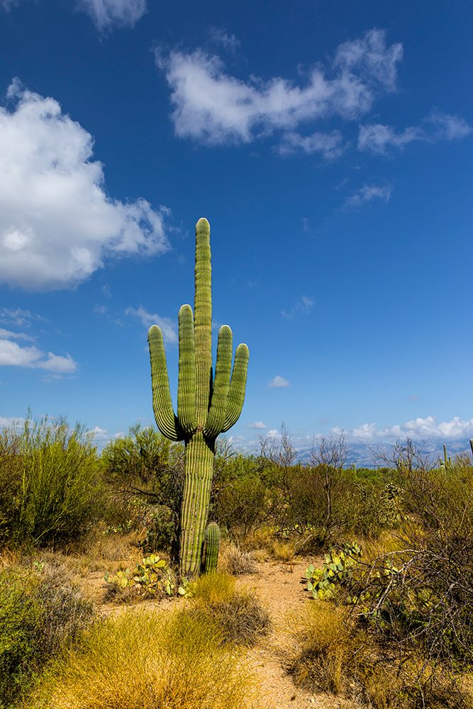 Typical scene in the Sonoran Desert of southern Arizona. art print by Larry Richardson for $57.95 CAD