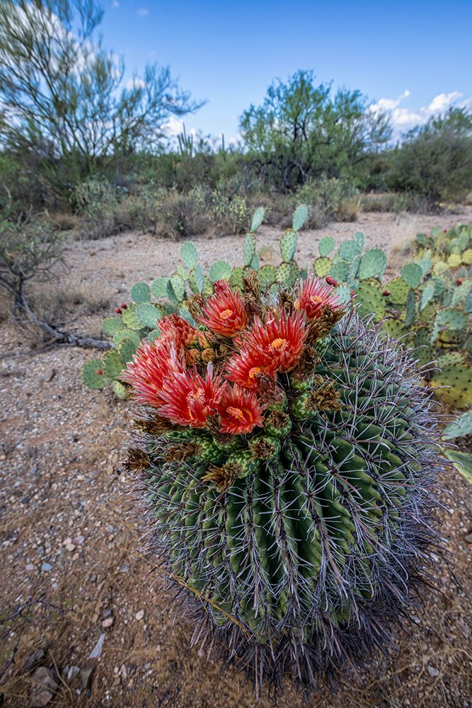 Bright orange or red flowers of a barrel cactus in the Sonoran Desert. art print by Larry Richardson for $57.95 CAD