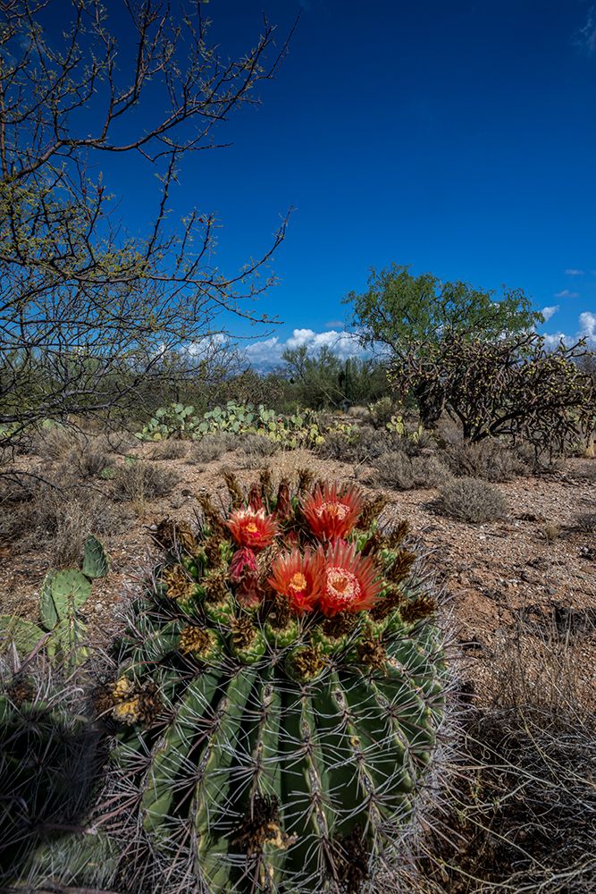 Bright orange or red flowers of a barrel cactus in the Sonoran Desert. art print by Larry Richardson for $57.95 CAD