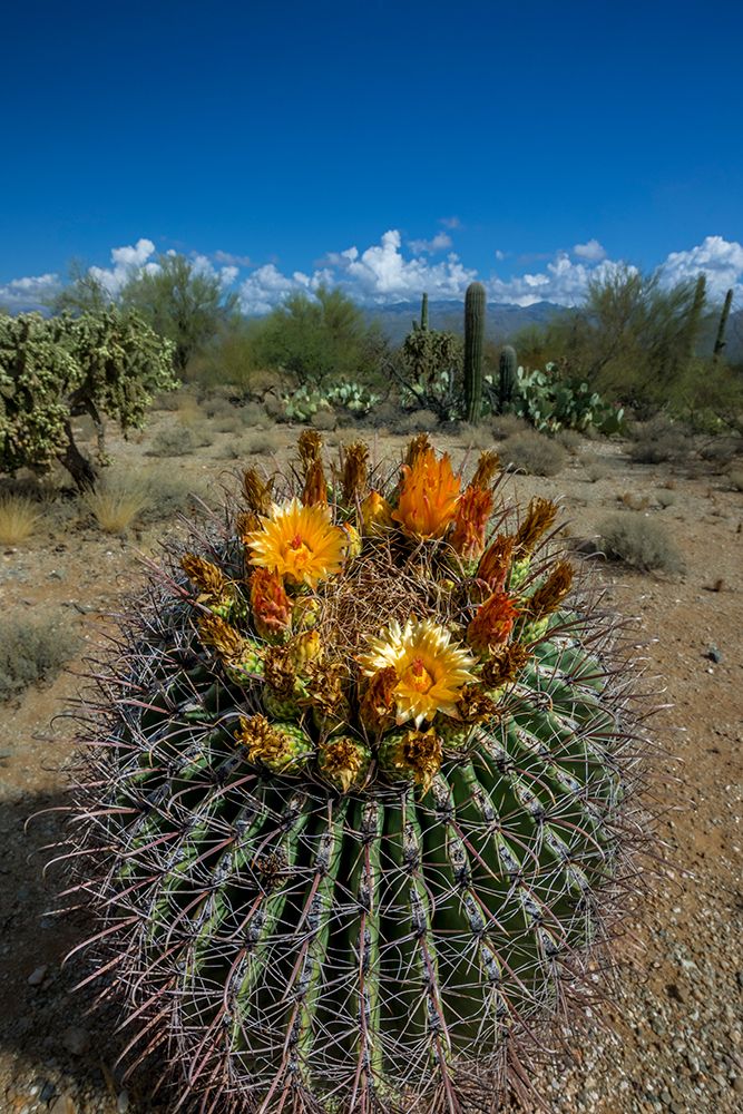 Bright orange or red flowers of a barrel cactus in the Sonoran Desert. art print by Larry Richardson for $57.95 CAD