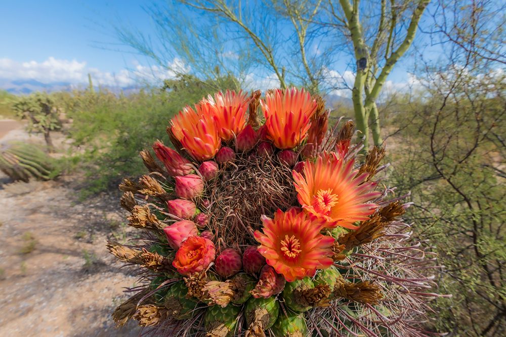 Bright orange or red flowers of a barrel cactus in the Sonoran Desert. art print by Larry Richardson for $57.95 CAD