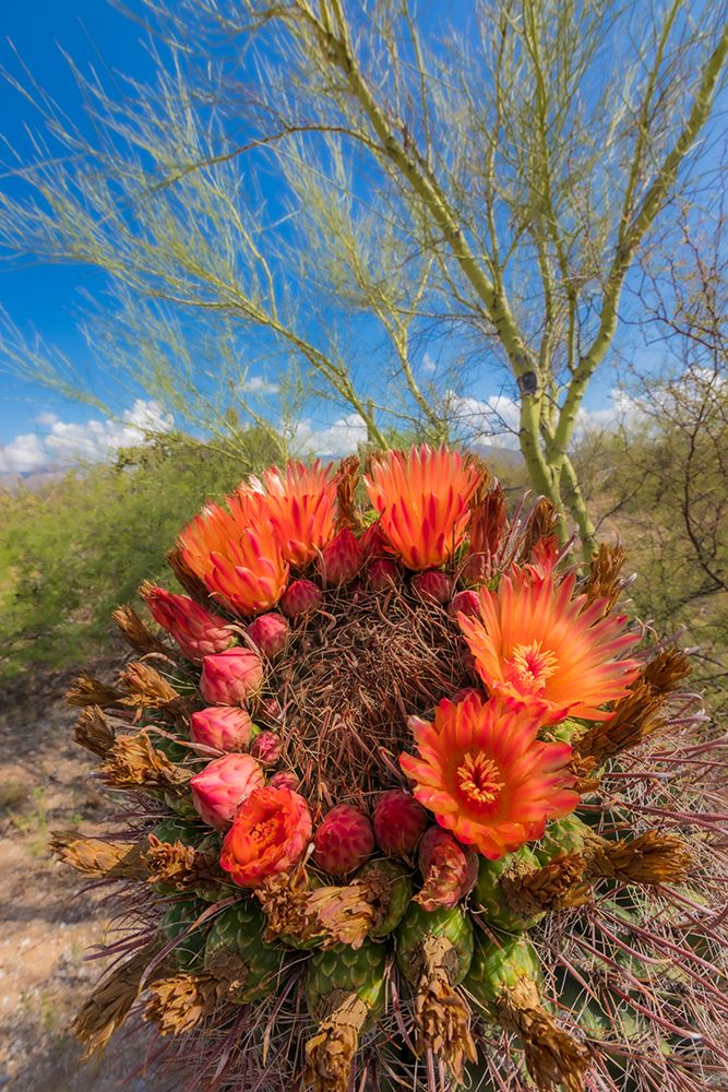 Bright orange or red flowers of a barrel cactus in the Sonoran Desert. art print by Larry Richardson for $57.95 CAD