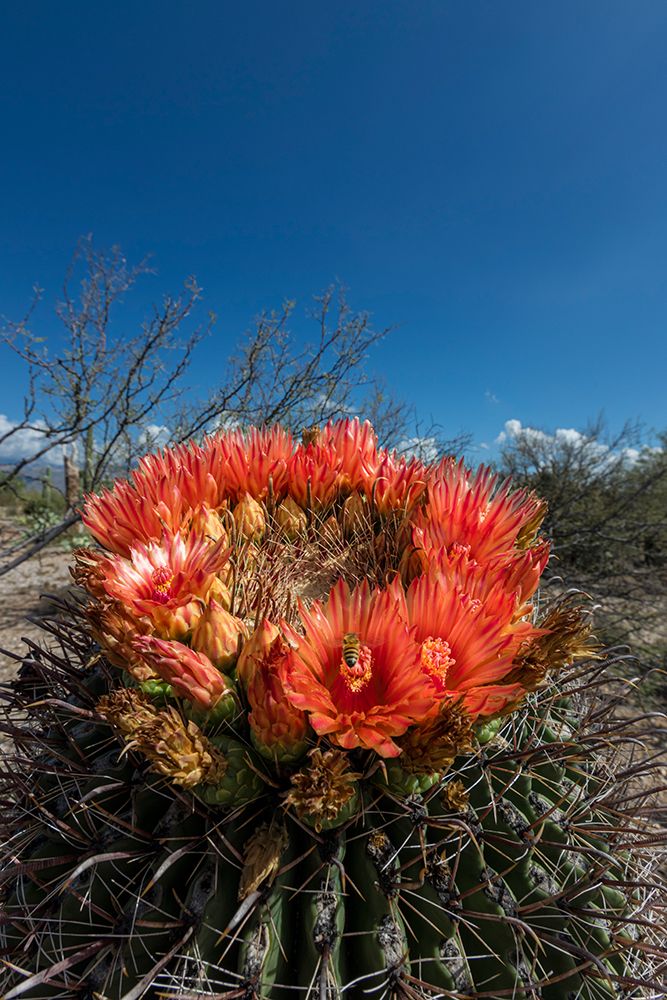 Bright orange or red flowers of a barrel cactus in the Sonoran Desert. art print by Larry Richardson for $57.95 CAD