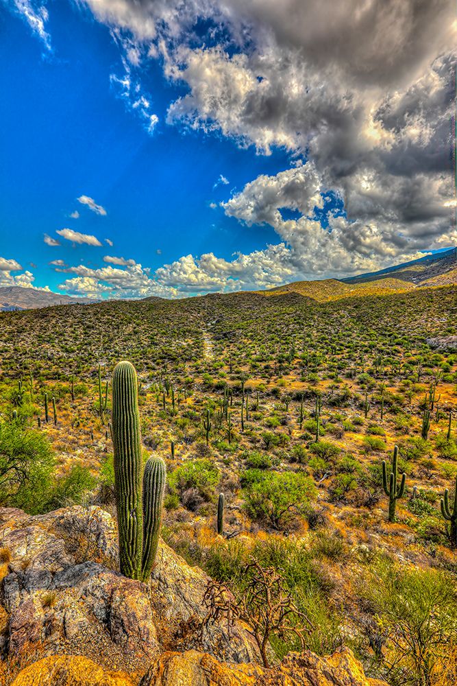 Typical scene in the Sonoran Desert of southern Arizona. art print by Larry Richardson for $57.95 CAD