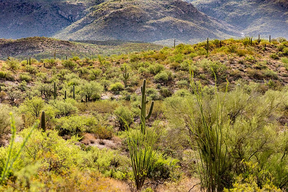 Typical scene in the Sonoran Desert of southern Arizona. art print by Larry Richardson for $57.95 CAD