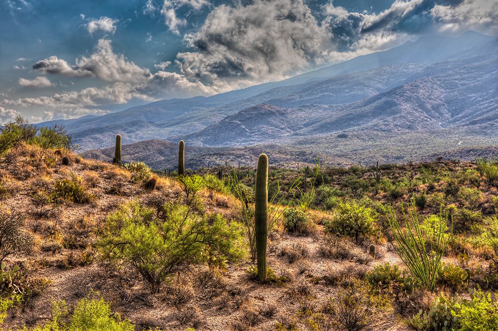 Typical scene in the Sonoran Desert of southern Arizona. art print by Larry Richardson for $57.95 CAD