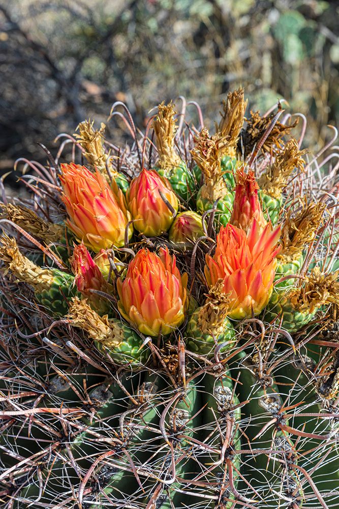 Bright orange or red flowers of a barrel cactus in the Sonoran Desert. art print by Larry Richardson for $57.95 CAD