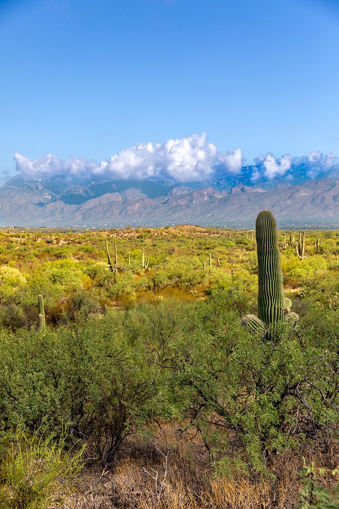 Typical scene in the Sonoran Desert of southern Arizona. art print by Larry Richardson for $57.95 CAD