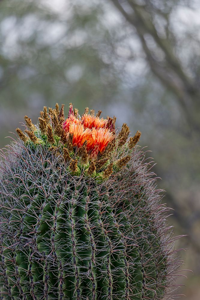 Bright orange or red flowers of a barrel cactus in the Sonoran Desert. art print by Larry Richardson for $57.95 CAD