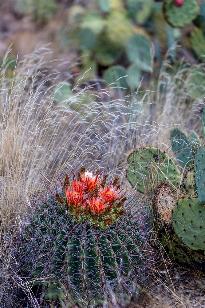 Bright orange or red flowers of a barrel cactus in the Sonoran Desert. art print by Larry Richardson for $57.95 CAD