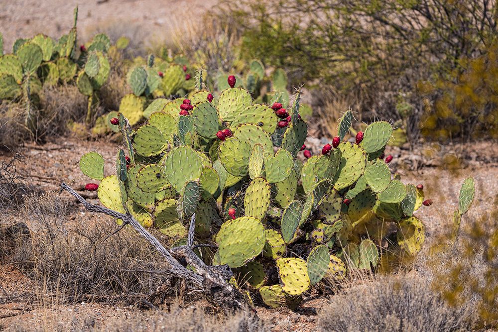 Prickly pear cactus with lots of fruit. Sonoran Desert. art print by Larry Richardson for $57.95 CAD
