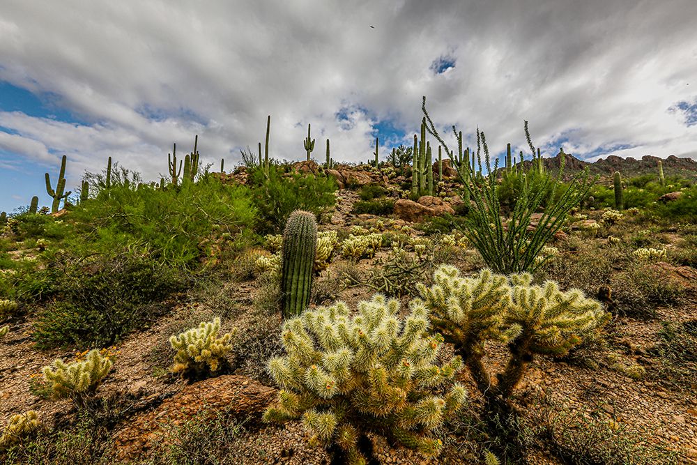 Typical scene in the Sonoran Desert of southern Arizona. art print by Larry Richardson for $57.95 CAD