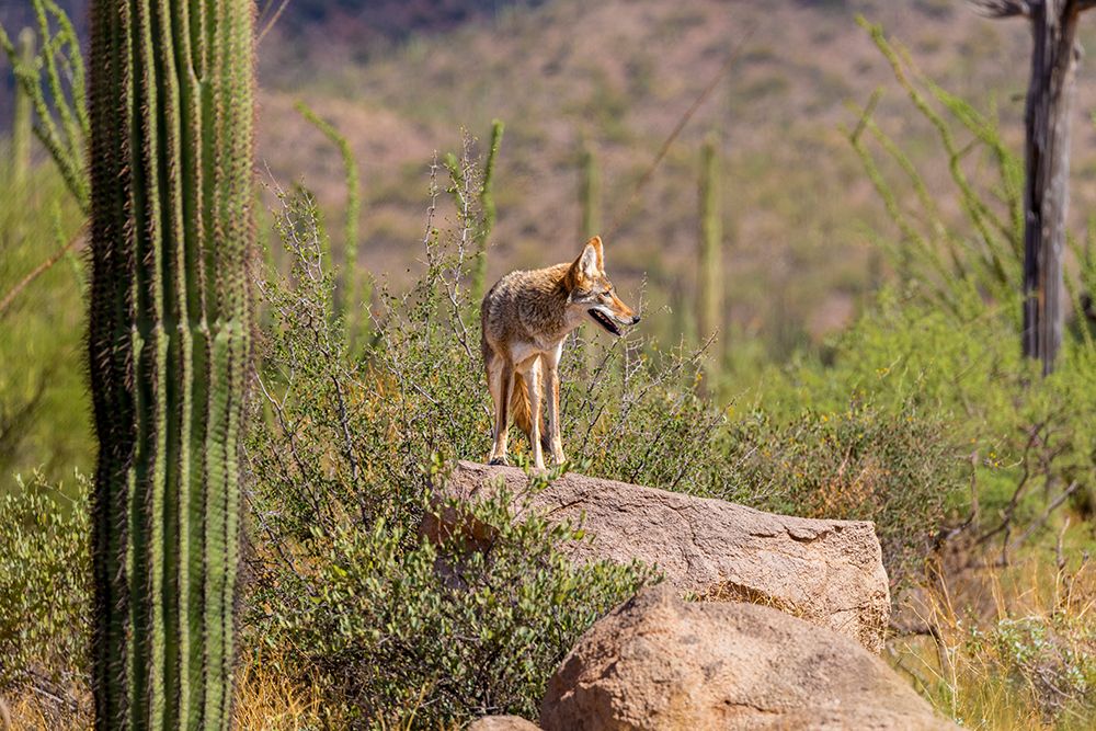 A coyote takes advantage of a rock to gain a better view. art print by Larry Richardson for $57.95 CAD
