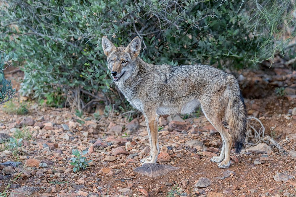 A coyote takes advantage of a rock to gain a better view. art print by Larry Richardson for $57.95 CAD